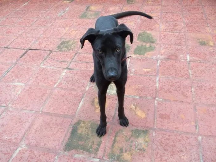 Cachorro ra a Dogue Alemão idade 1 ano nome Skub