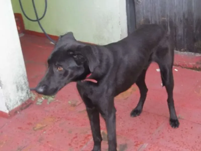 Cachorro ra a Dogue Alemão idade 1 ano nome Skub