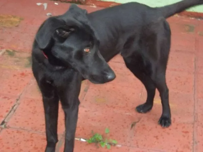 Cachorro ra a Dogue Alemão idade 1 ano nome Skub