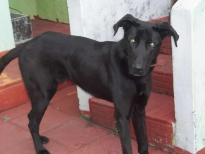 Cachorro ra a Dogue Alemão idade 1 ano nome Skub