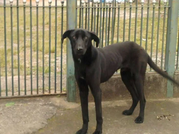 Cachorro ra a Dogue Alemão idade 1 ano nome Skub