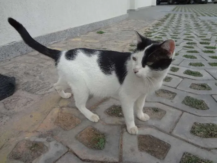 Gato raça Vira Lata idade 1 ano nome Mimi