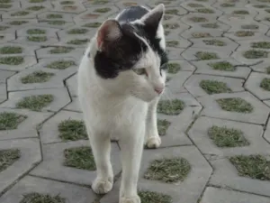 Gato raça Vira Lata idade 1 ano nome Mimi