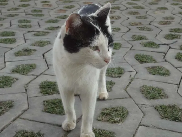 Gato raça Vira Lata idade 1 ano nome Mimi