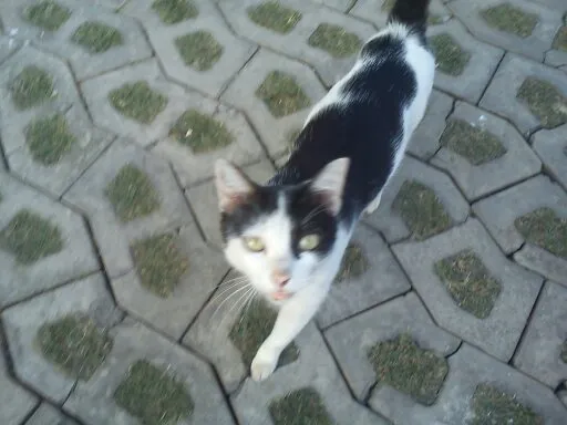 Gato raça Vira Lata idade 1 ano nome Mimi