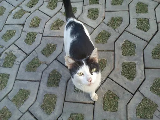 Gato raça Vira Lata idade 1 ano nome Mimi