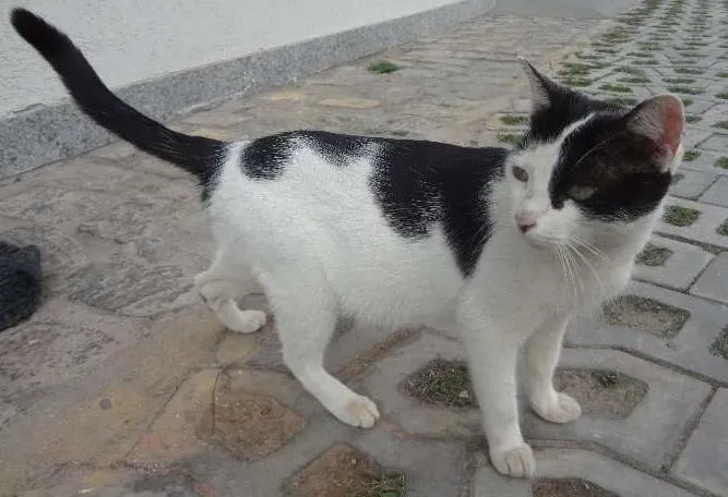 Gato raça Vira Lata idade 1 ano nome Mimi