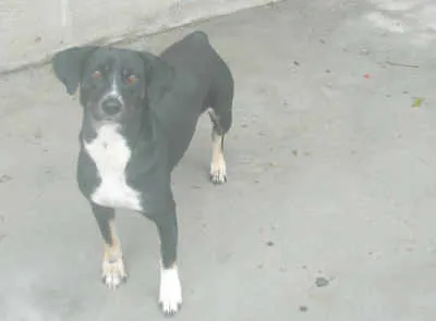 Cachorro ra a não definida idade 1 ano nome SUZI