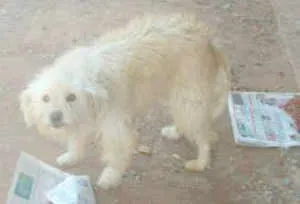 Cachorro ra a Maltês idade 2 anos nome ADÉLIA