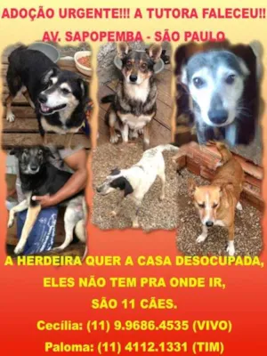 Cachorro raça SRD idade 2 anos nome sapopemba