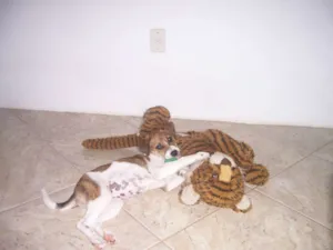 Cachorro raça vira-lata idade 2 a 6 meses nome juju