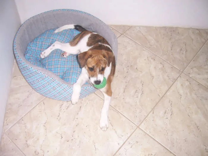 Cachorro raça vira-lata idade 2 a 6 meses nome juju