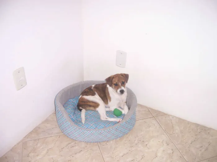 Cachorro raça vira-lata idade 2 a 6 meses nome juju