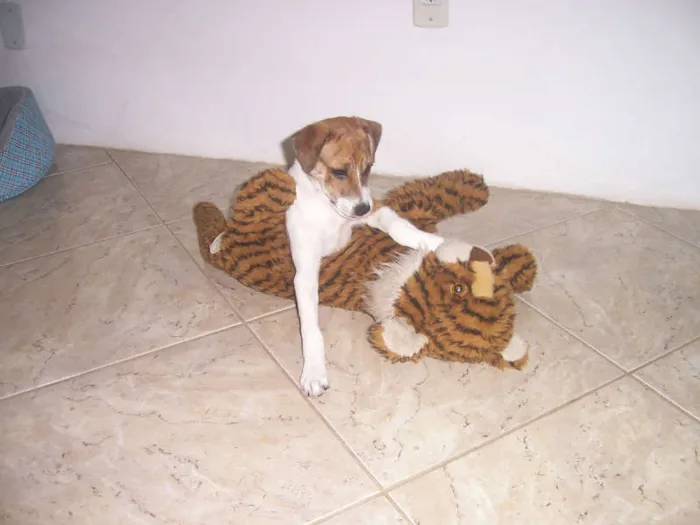 Cachorro raça vira-lata idade 2 a 6 meses nome juju