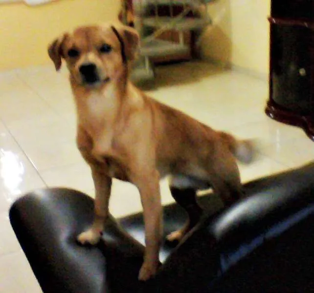 Cachorro ra a viralata idade 3 anos nome Rady