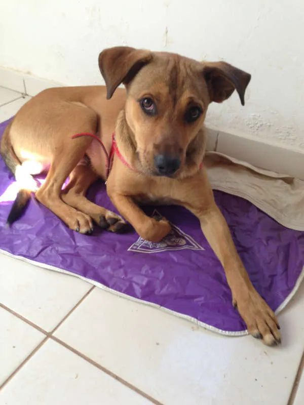 Cachorro ra a Sem raça idade 7 a 11 meses nome Sem nome