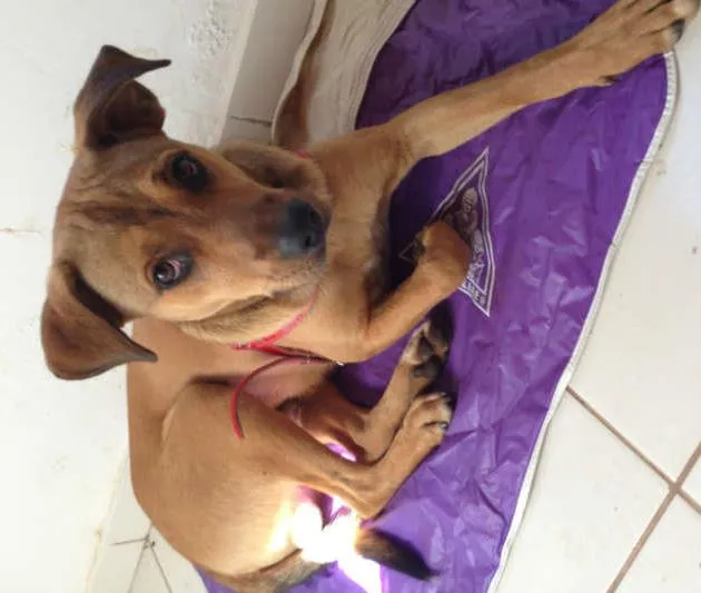Cachorro ra a Sem raça idade 7 a 11 meses nome Sem nome