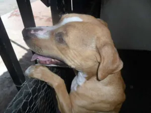 Cachorro raça Pit-Bull idade 5 anos nome HANNA