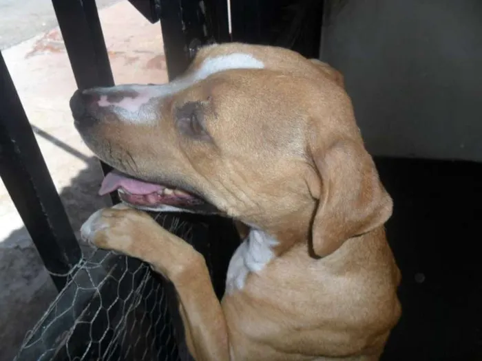 Cachorro ra a Pit-Bull idade 5 anos nome HANNA