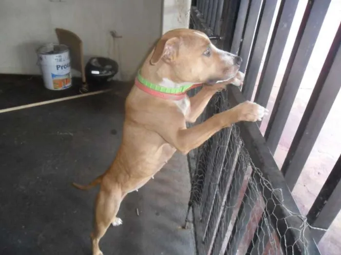 Cachorro ra a Pit-Bull idade 5 anos nome HANNA