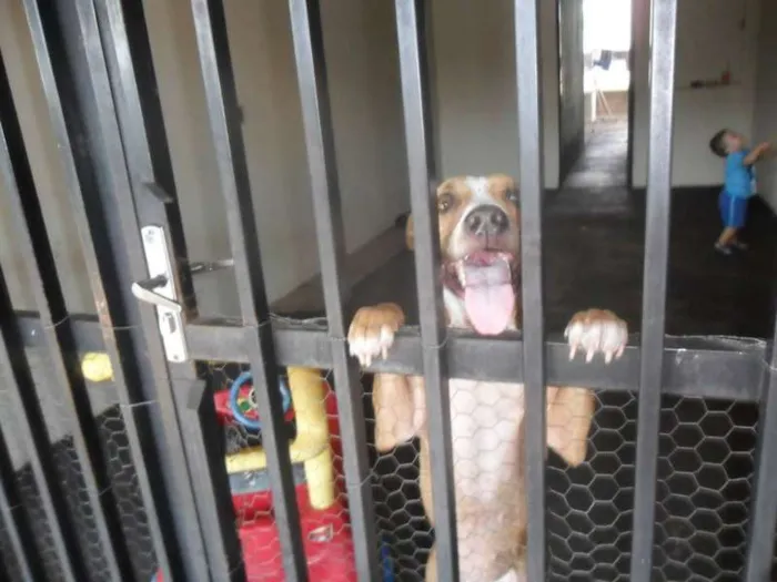 Cachorro ra a Pit-Bull idade 5 anos nome HANNA