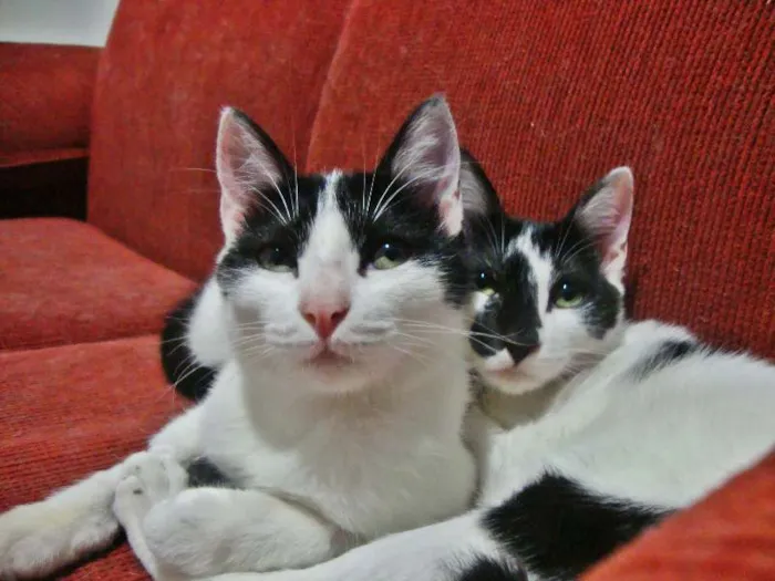 Gato ra a SRD idade 7 a 11 meses nome STANLEY & SIMMONS