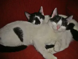 Gato raça SRD idade 7 a 11 meses nome STANLEY & SIMMONS
