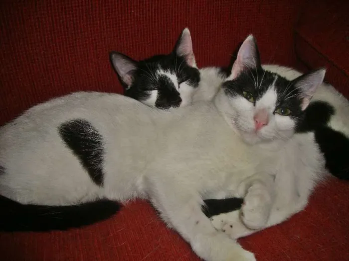 Gato ra a SRD idade 7 a 11 meses nome STANLEY & SIMMONS