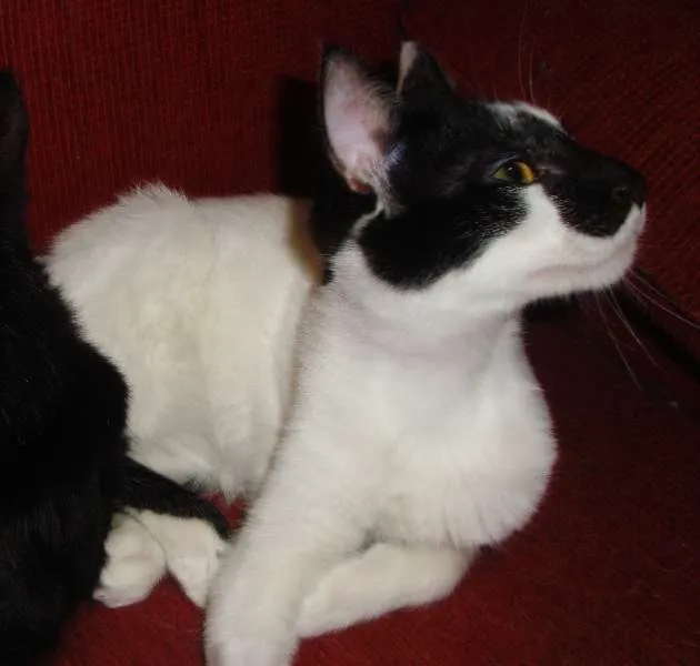 Gato ra a SRD idade 7 a 11 meses nome STANLEY & SIMMONS