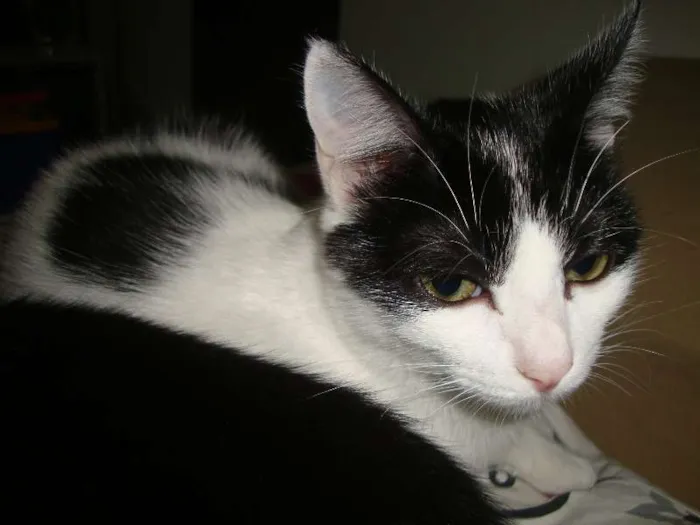 Gato ra a SRD idade 7 a 11 meses nome STANLEY & SIMMONS