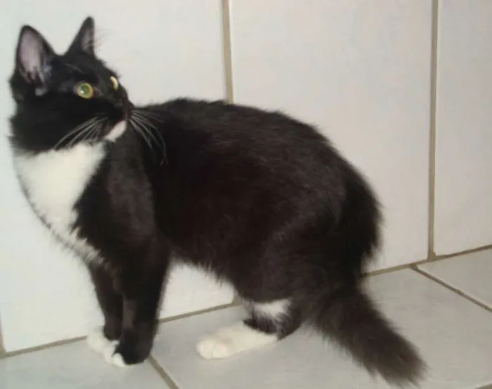 Gato ra a SRD idade  nome CHATEAU