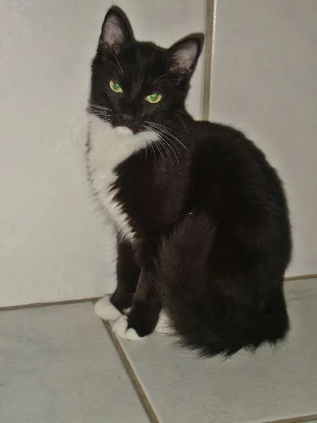 Gato ra a SRD idade  nome CHATEAU