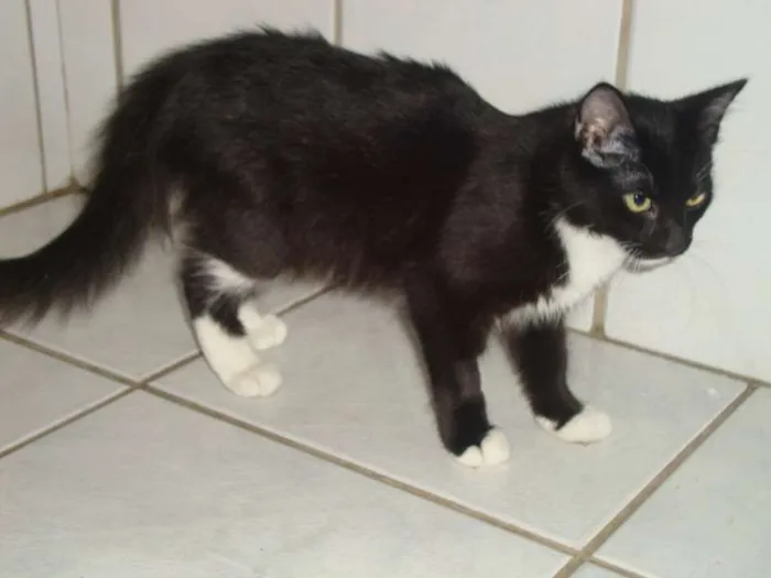 Gato ra a SRD idade  nome CHATEAU