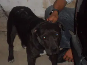 Cachorro raça AMERICAN STANFORD PITTBULL idade 3 anos nome NINA