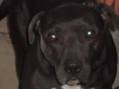 Cachorro ra a AMERICAN STANFORD PITTBULL idade 3 anos nome NINA