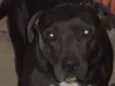 NINA