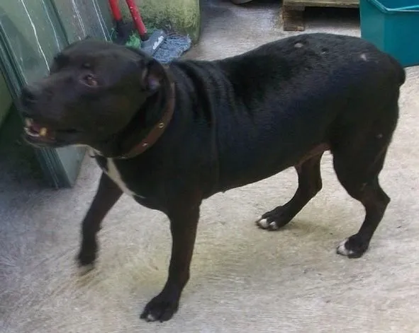 Cachorro ra a AMERICAN STANFORD PITTBULL idade 3 anos nome NINA