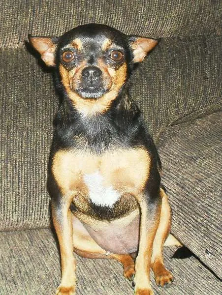 Cachorro ra a Pinscher idade 5 anos nome Dolly GRATIFICA