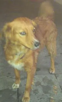 Cachorro raça Vira lata idade 2 anos nome Meg