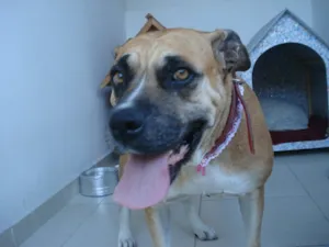 Cachorro raça SRD idade 6 ou mais anos nome Mel