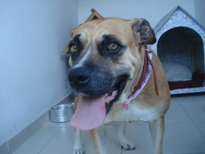 Cachorro ra a SRD idade 6 ou mais anos nome Mel