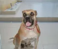 Mel