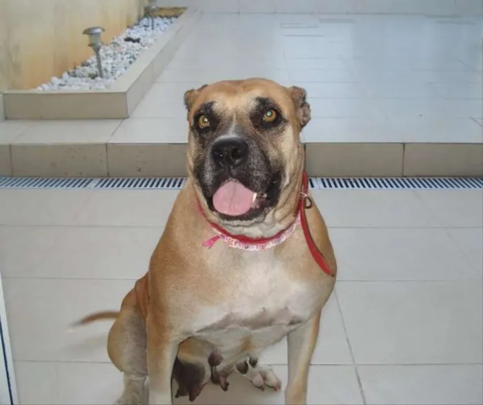 Cachorro ra a SRD idade 6 ou mais anos nome Mel
