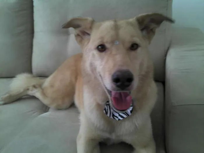 Cachorro ra a SRD idade 6 ou mais anos nome Mel