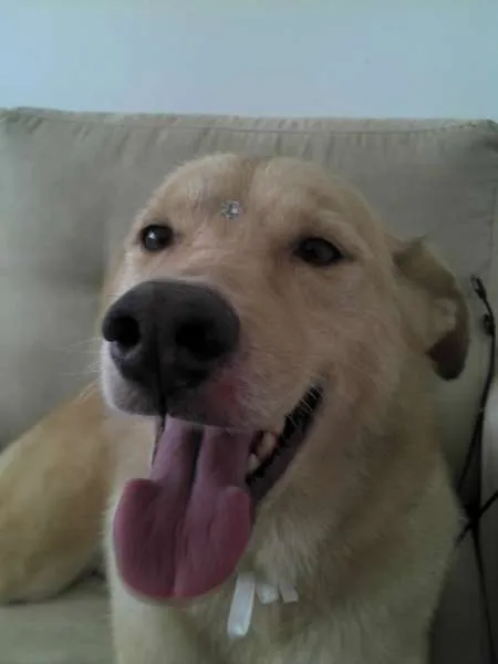 Cachorro ra a SRD idade 6 ou mais anos nome Mel