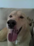 Mel