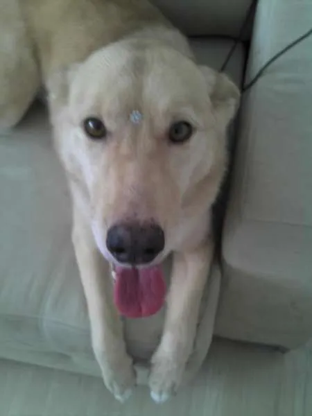 Cachorro ra a SRD idade 6 ou mais anos nome Mel
