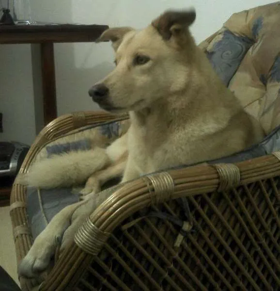 Cachorro ra a SRD idade 6 ou mais anos nome Mel