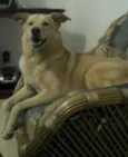 Mel