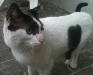 Gato raça SRD idade 1 ano nome Fubeca